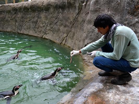 Alimentando a un pingüino